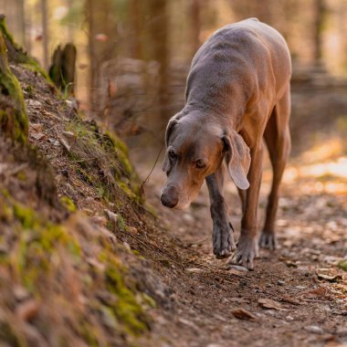 Güneşli bir günde bulanık arka planda ormanda yürüyen sevimli Weimaraner köpeği.