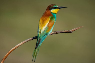 Ağaç dalına tüneyen renkli bir arı yiyici