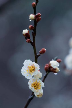 Doğu Gölü Erik Bahçesi Çin 'de erik çiçeklerinin tadını çıkarmak için ünlü bir yerdir. Dağlarla ve sularla çevrili ve çok güzel manzarası var..