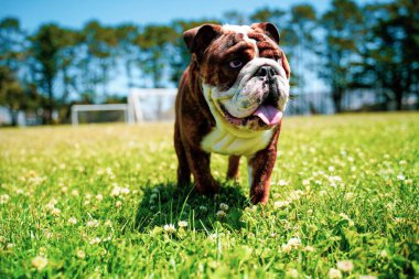 Dili çayırlarda gezen kahverengi bir bulldog.