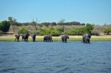 Botswana 'daki Chobe Ulusal Parkı' ndan Chobe Nehri 'ni geçen bir fil sürüsü.