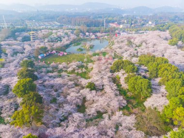 Doğu Gölü Kiraz Çiçeği Parkı (Wuhan Moshan Moshan Kiraz Çiçeği Parkı olarak da bilinir) Wuchang Bölgesi 'nin doğu gölü bölgesinde bir parktır.