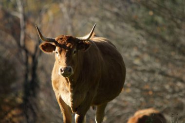 Kırsaldaki parlak güneş ışığı altında bir tarlada sevimli kahverengi inek sürüsü.