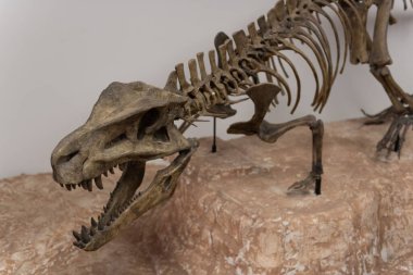 Petrified Forest Ulusal Park Ziyaretçi Merkezi, AZ, ABD 'deki bir dinozor fosili.