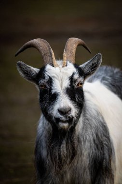 Kameraya uzun boynuzlu bir keçinin yakından çekilmiş fotoğrafı.