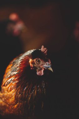 Ontario, Kanada 'da bir çiftlikteki bir kulübede siyah bir tavuğun dikey yakın çekimi.