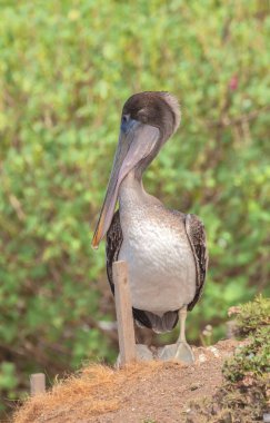 Arka planda çalılar olan Kaliforniya kahverengi pelikanının yakın plan görüntüsü.