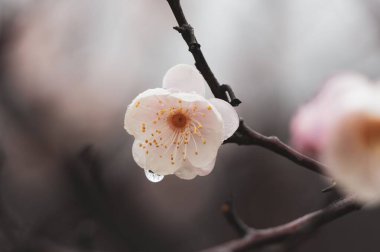 Doğu Gölü Erik Bahçesi Çin 'de erik çiçeklerinin tadını çıkarmak için ünlü bir yerdir. Dağlarla ve sularla çevrili ve çok güzel manzarası var..