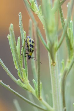 Benekli şirin bir salatalık böceğinin, güneşli bir çölde ıslak yeşil bitkileri yutması.