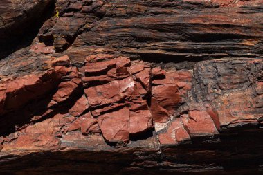 ABD 'nin AZ kentindeki Petrified Forest Ulusal Parkı' ndaki Taşlaşmış ağaç fosilinin Yakın Çekimi