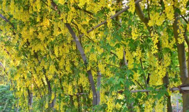 Baharda sarı çiçekli bir sıra ağaç.