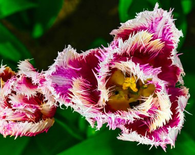 Bahçede pembe bir lale