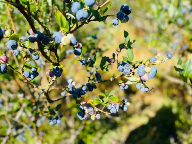 Büyüyen Aşı Uliginosum 'a yakın çekim