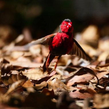 Kızıl ispinozun güneşli bir günde uçmaya başladığının yakın çekimi.