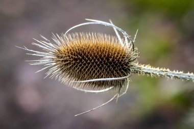 Teasel bitkisinin bulanık arkaplana yakın çekimi