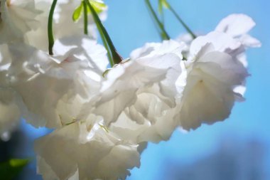 Çiçekler. Neşeli çiçek. Işık ve gölge. Pembe arka plan. Duke Üniversitesi. Bahar titreşimleri.