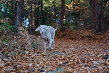 Tatlı Weimaraner köpeği bulanık arka planda ormanda mutlu bir şekilde yürüyor.