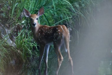 Ormanda durup kameraya bakan bir köpek.