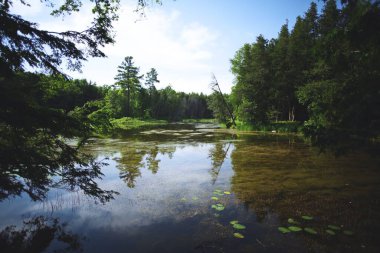 Ontario, Kanada 'da güneşli bir günde ormanın kenarında güzel bir nehir görüntüsü.