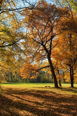 Sarı sonbahar yapraklı bir park manzarasının dikey görüntüsü.