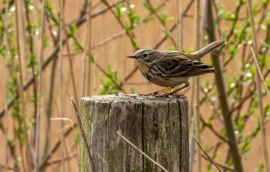 Ahşap bir kütüğe tünemiş bir çukur..