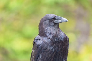 Bulanık bir arkaplanda bir kuzgunun (Corvus corax Principalis) yakın çekimi