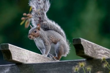 Tahta çitin üzerinde duran bir sincap.