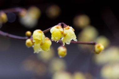 Doğu Gölü Erik Bahçesi Çin 'de erik çiçeklerinin tadını çıkarmak için ünlü bir yerdir. Dağlarla ve sularla çevrili ve çok güzel manzarası var..
