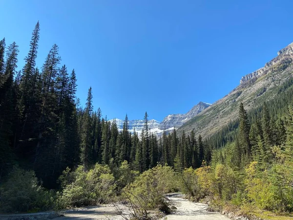 Hermoso Paisaje Denso Bosque Día Soleado Parque Nacional Banff —  Fotos de Stock