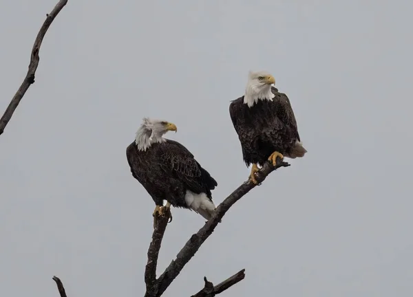 Beautiful View Bald Eagles Perched Tree Branch — Stock Photo, Image