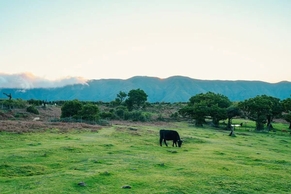 日落时分 在马德拉岛的法纳尔森林 一只黑牛正在吃草 美丽的风景 — 图库照片