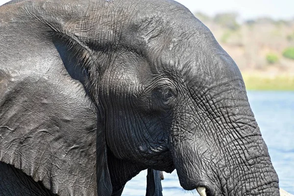 Nahaufnahme Des Kopfes Eines Elefanten Beim Überqueren Des Chobe Flusses — Stockfoto