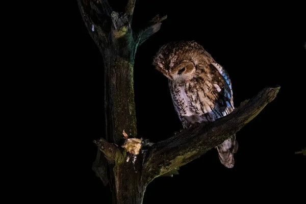 Tawny Owl Perched Tree Branch Black Background — Stock Photo, Image