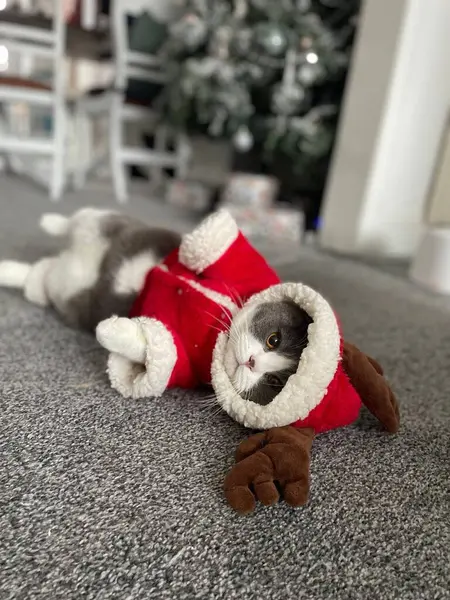 一只穿着圣诞老人服装躺在自家地板上的可爱猫的垂直照片 — 图库照片