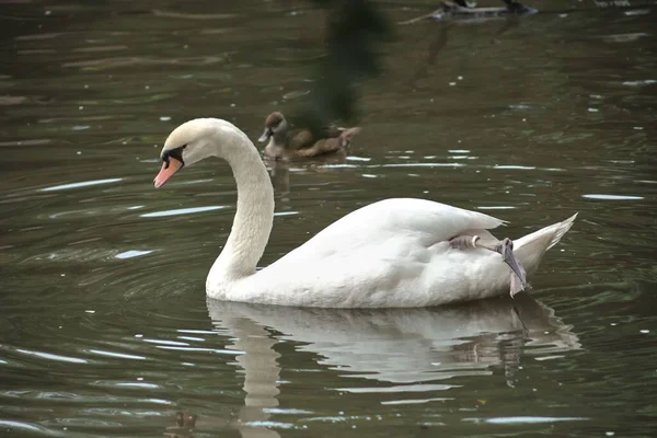 Closeup Shot White Swan Floating Calm Lake — Fotografia de Stock