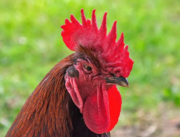 一只红公鸡的肖像 — 图库照片