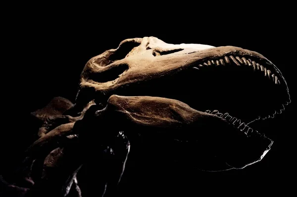 Uma Foto Perto Esqueleto Dinossauro Museu Chicago — Fotografia de Stock