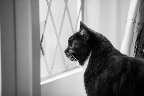 一只黑猫在房子窗户旁边拍的黑白照片 — 图库照片
