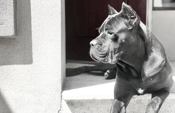 Прекрасний Вид Американського Собаки Стаффордшир — стокове фото