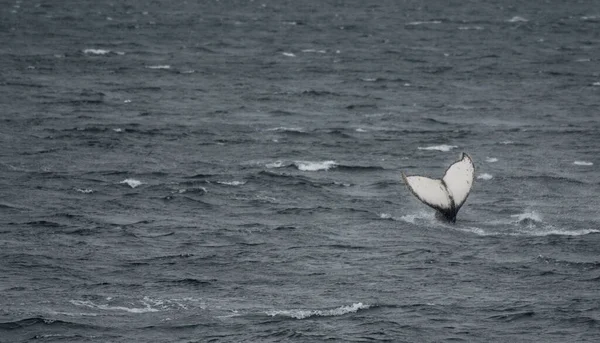 海洋中鲸鱼尾巴的航拍图 — 图库照片