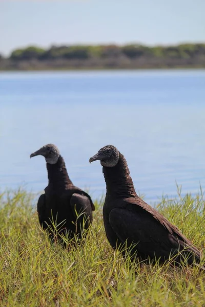Vertical Shot Vultures Lake — Stock Photo, Image