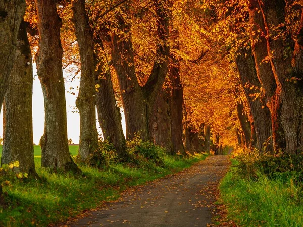 Eine Straße Inmitten Hoher Bäume Mit Orangefarbenen Blättern — Stockfoto