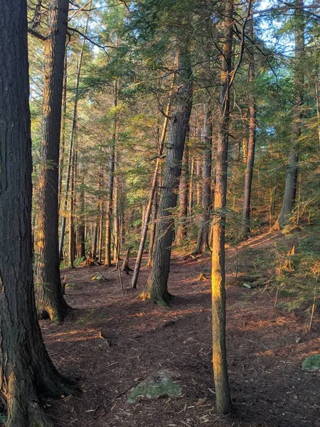 Μια Κάθετη Λήψη Ενός Όμορφου Δάσους Μια Ηλιόλουστη Μέρα — Φωτογραφία Αρχείου