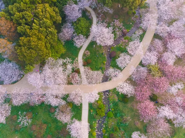East Lake Cherry Blossom Park, also called Wuhan Moshan Cherry Blossom Park, is a park in the East Lake area of Wuchang District, Wuhan City, Hubei P
