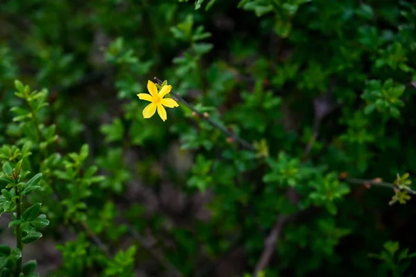 Крупный План Цветущего Желтого Цветка Окруженного Зелеными Листьями — стоковое фото