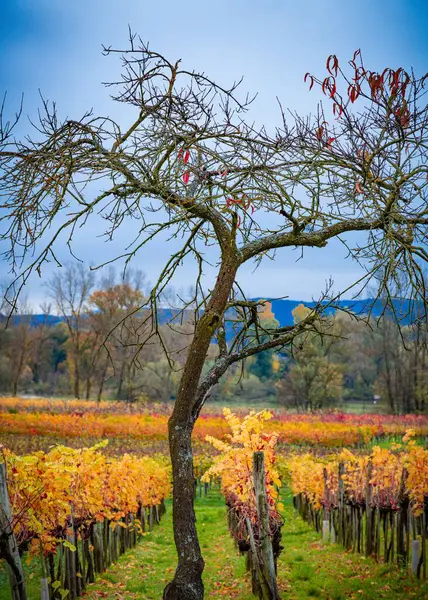 Вертикальный Снимок Дерева Стоящего Перед Осенним Садом Дневном Свете — стоковое фото