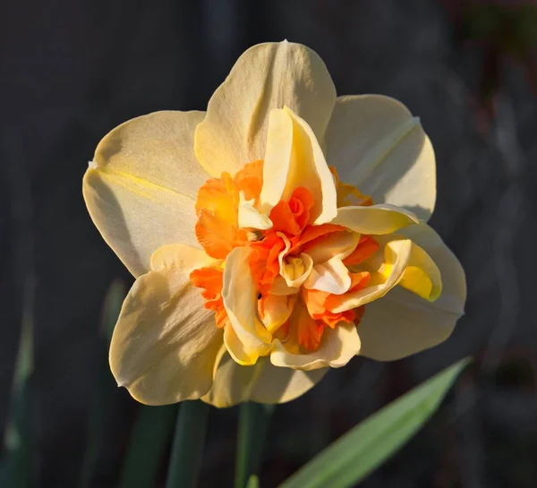 Jedna Narcisová Květina Izolovaná Pozadí — Stock fotografie