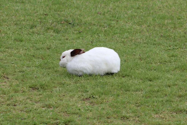 Ein Entzückender Weißer Hase Mit Schwarzen Ohren Auf Einer Wiese — Stockfoto