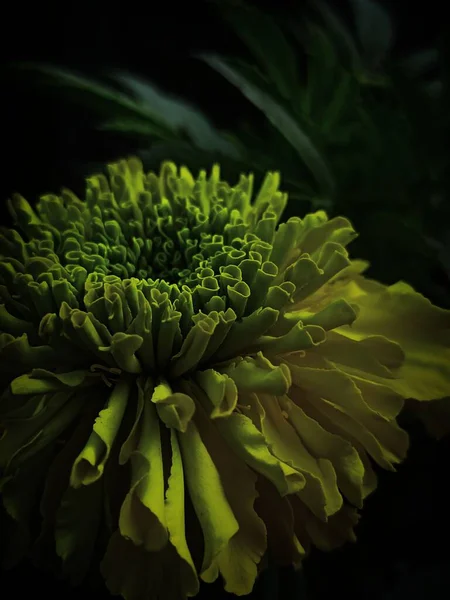 stock image A closeup shot of a green yellow flower in the garden