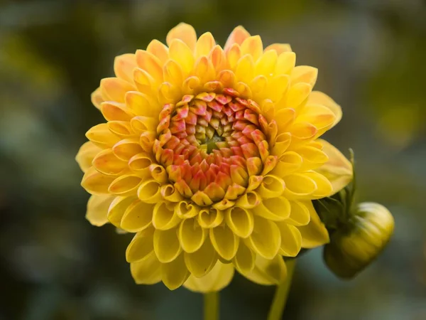 Zbliżenie Ogrodowej Dahlii Jej Żółtym Kwiatem — Zdjęcie stockowe